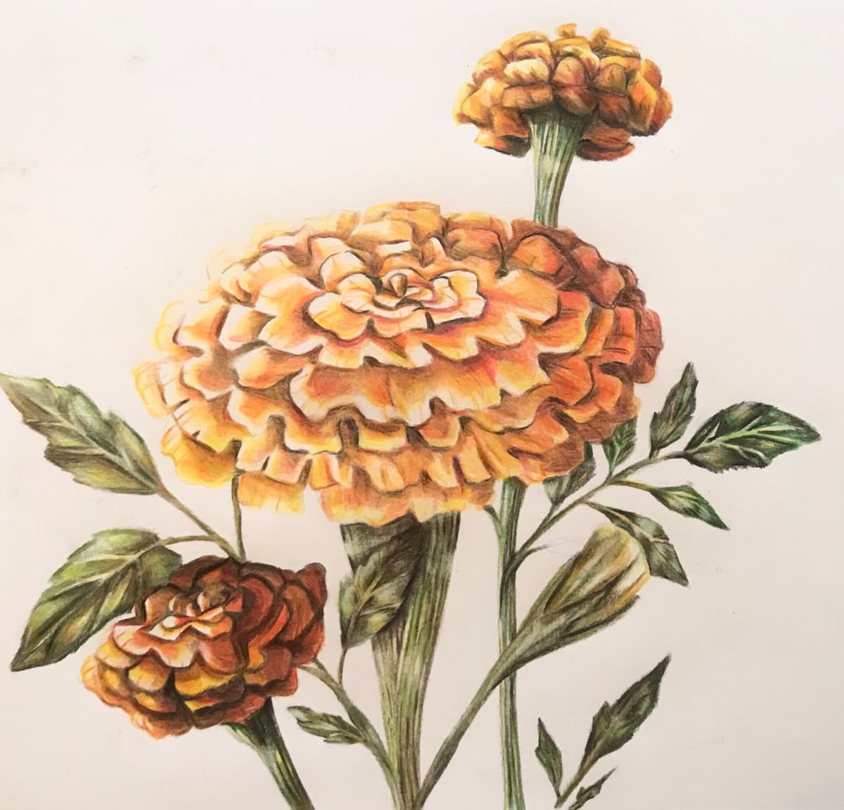 Marigolds by Devin Cho, Image 14.