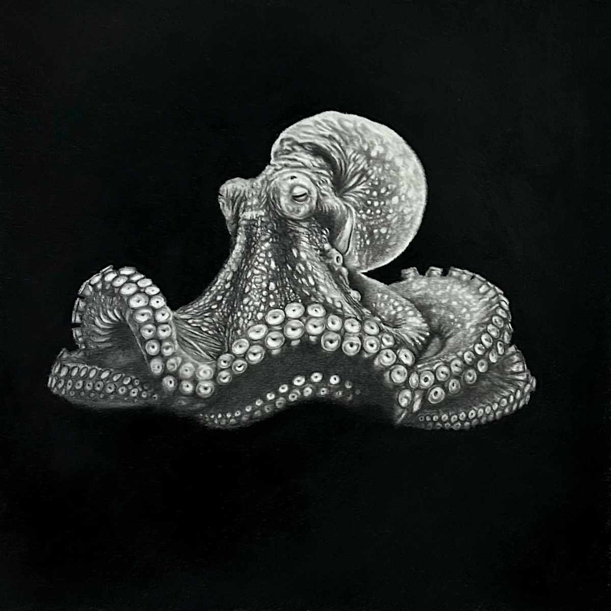 Senesence by Thomas Ciccone, Image 1.