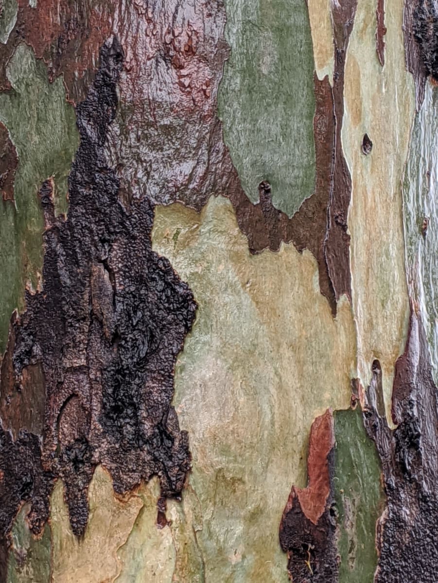 Tanoble Bark by Walter Cochran-Bond 