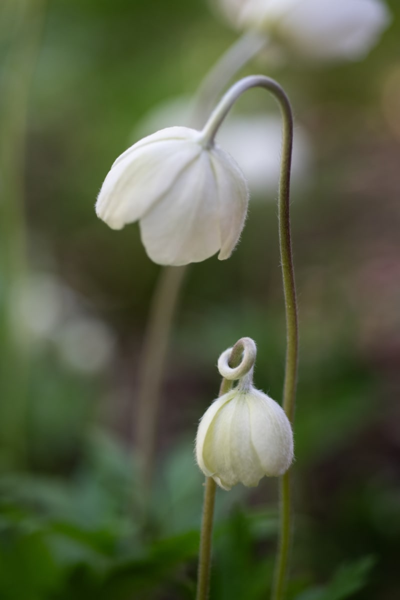 Lean on Me by Barb Colombo 