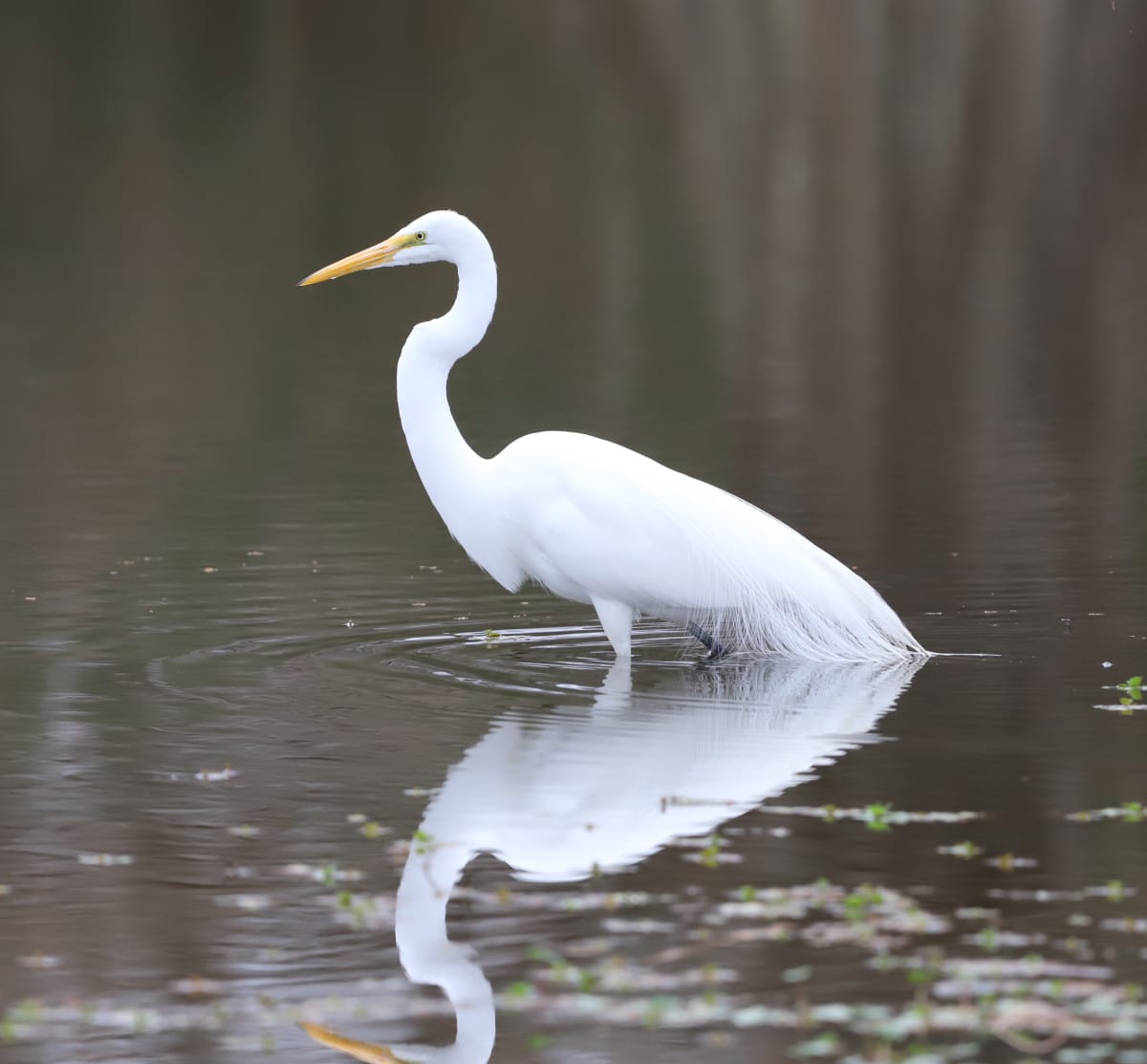 Tranquility - Giclee Print by Marisa Conley, Image 2.