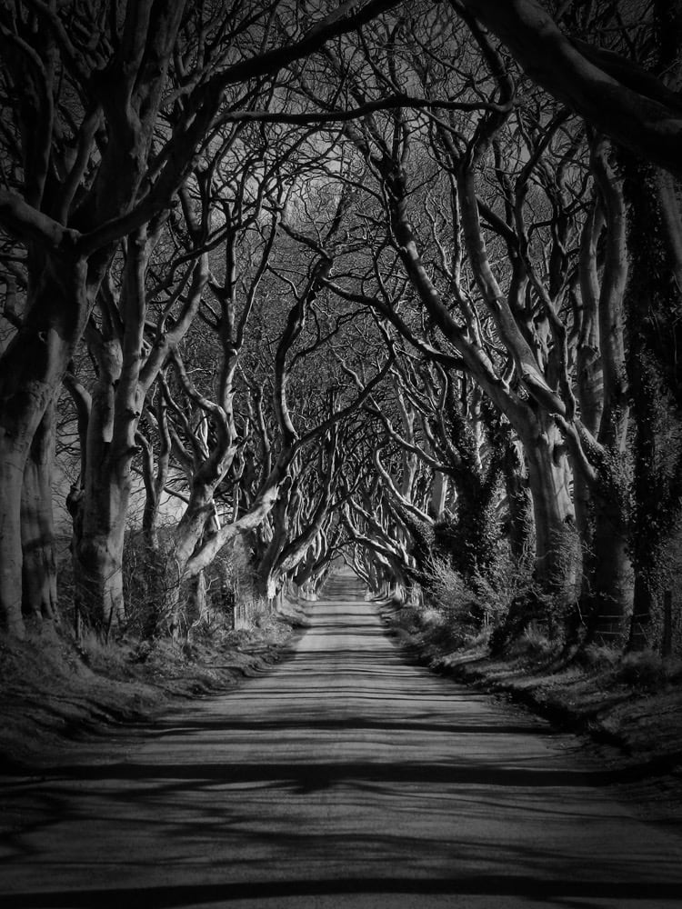 The Dark Hedges by Margo Kessler Cook 