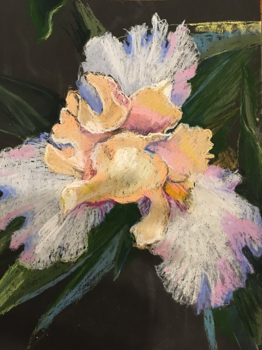 Bearded Iris by Deborah Cowder 