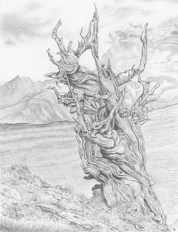 Ancient Bristlecone Pine by Christina Cunningham 