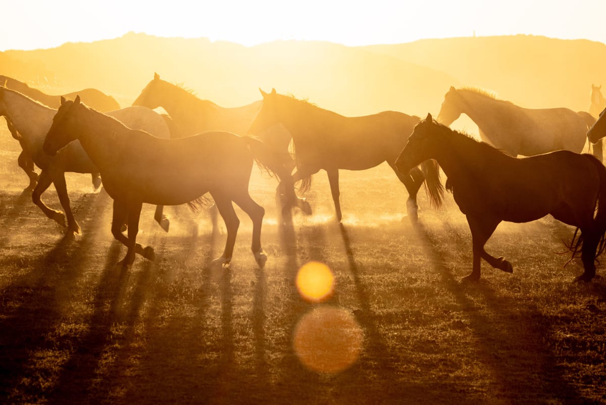 Golden Gallop-Majestic Horses Embracing the Sun's Radiance in a Sunset Stampede by Matt Dusig 