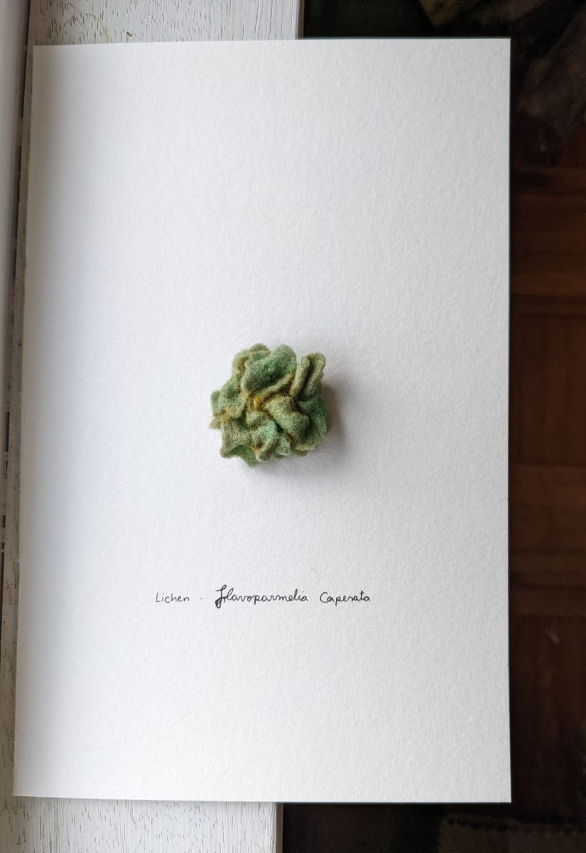 Lichen by Ani Daher, Image 3.