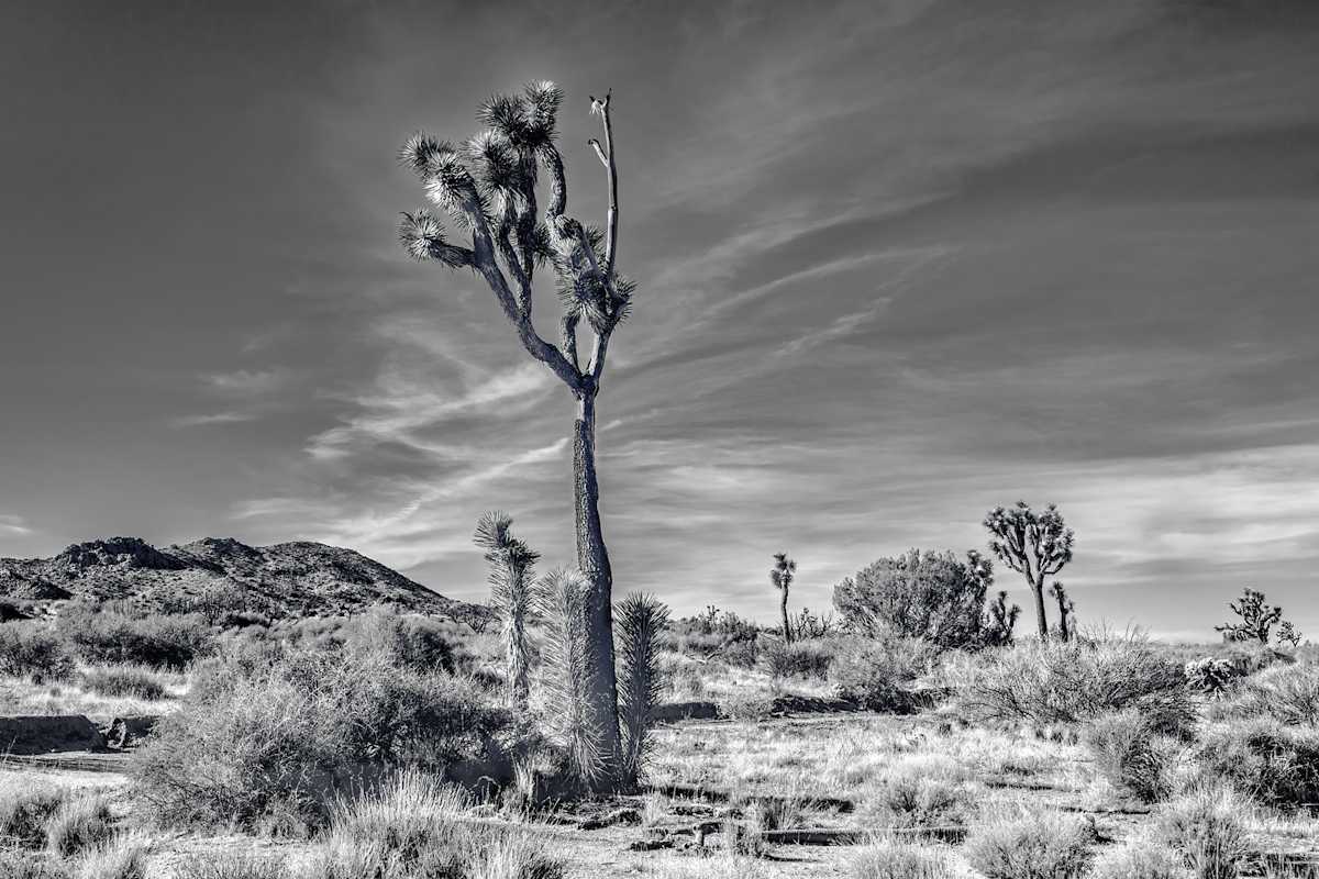 Covington Flats Wilderness (#2/10) by Mike DeCesare 