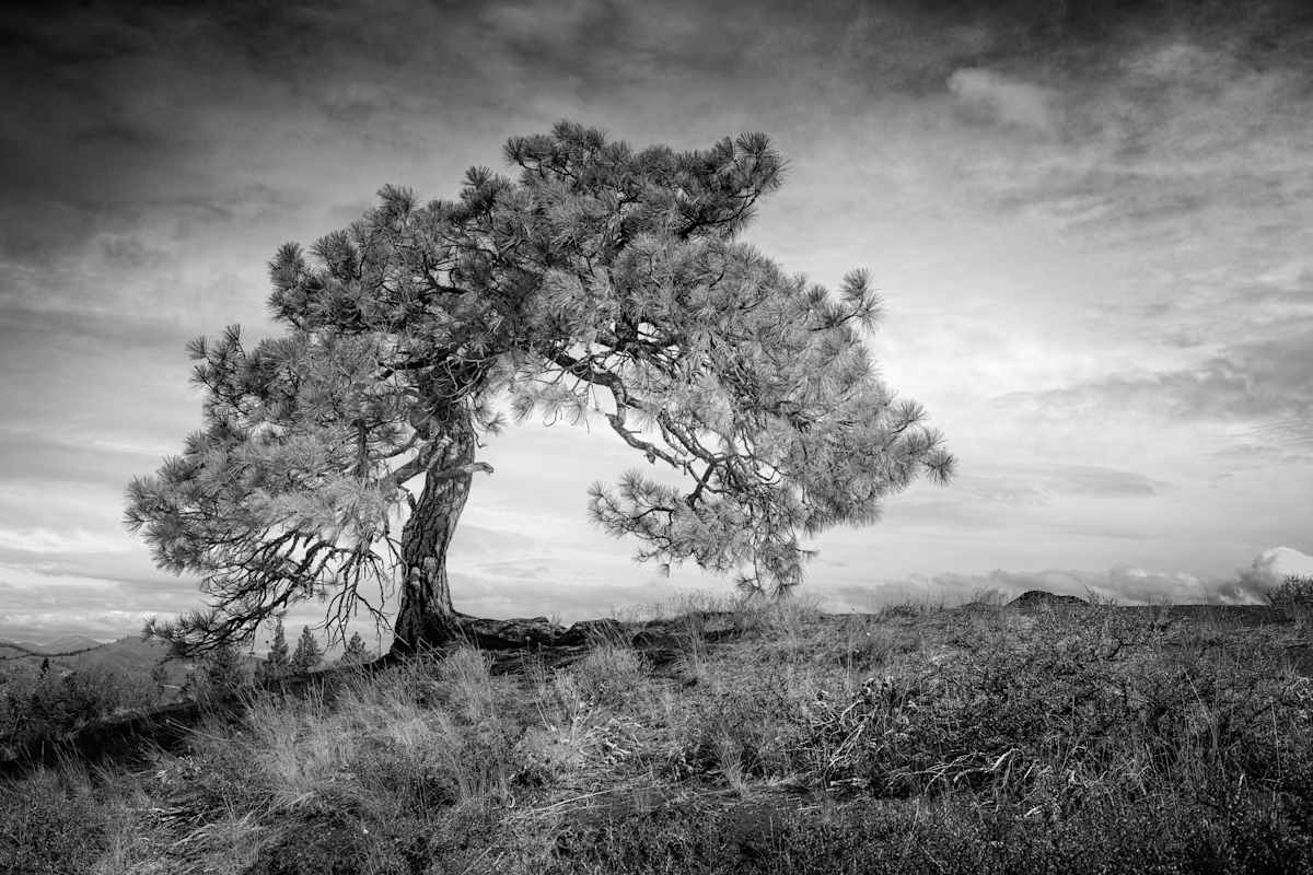 Lone Pine (#6/10) by Mike DeCesare 