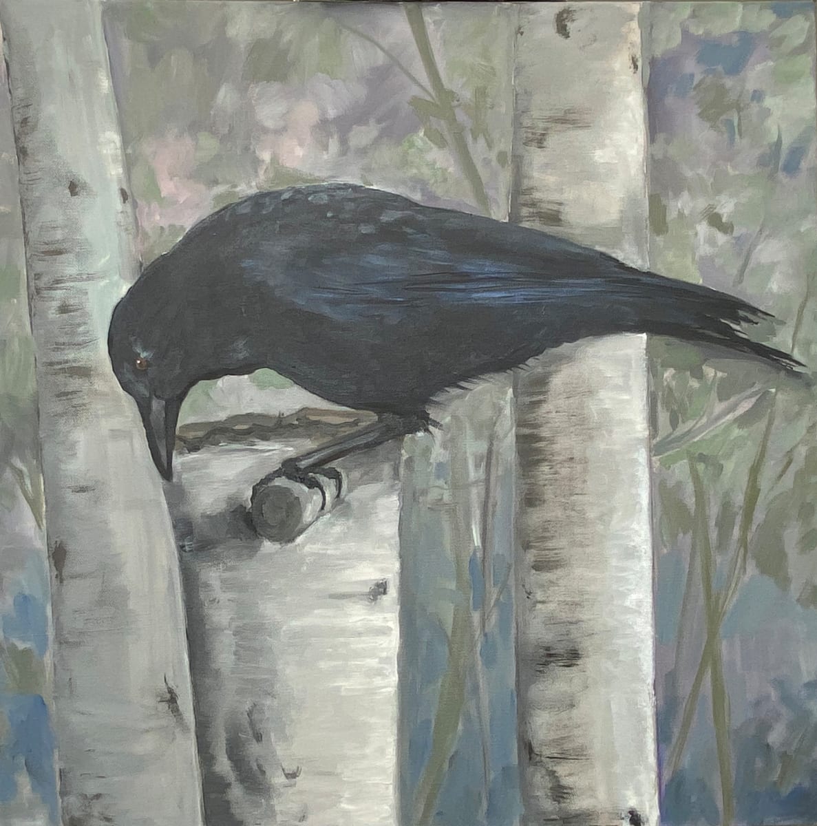 The Crow_ Looking for Food in an Alder by Evan Degenfelder 