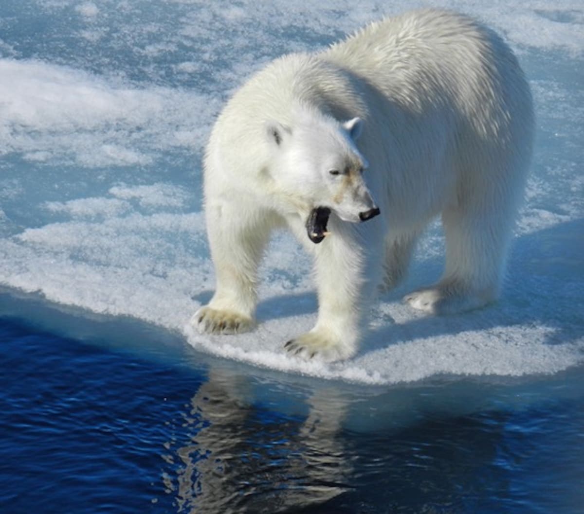 North Pole Polar Bear Yawn by Lynne Deutch 