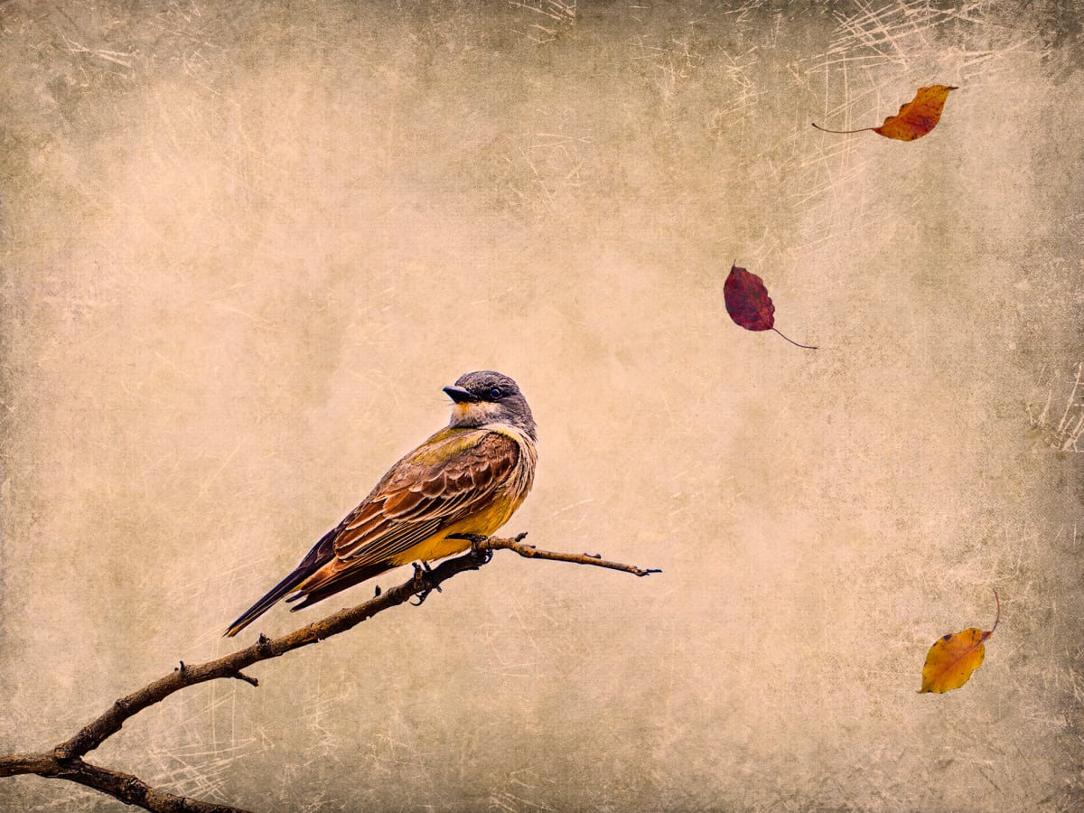 The Last Leaves of Autumn by Rajan Dosaj 