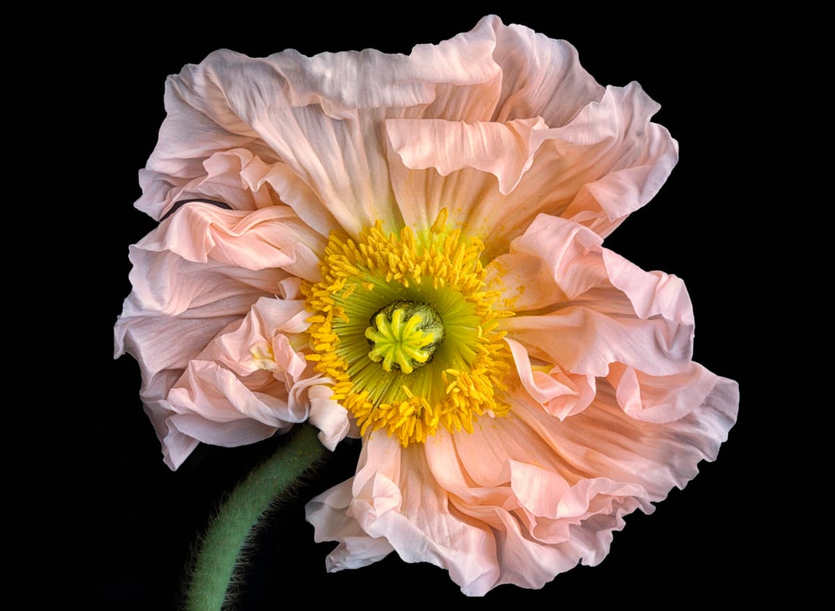 Italian Poppy Pose by Amy Duffy 