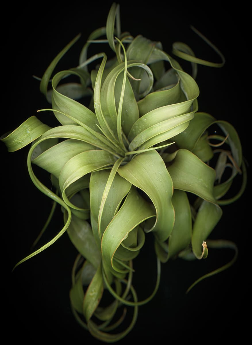 Airplant Solo: Tillandsia Streptophylla by LJ Evans 