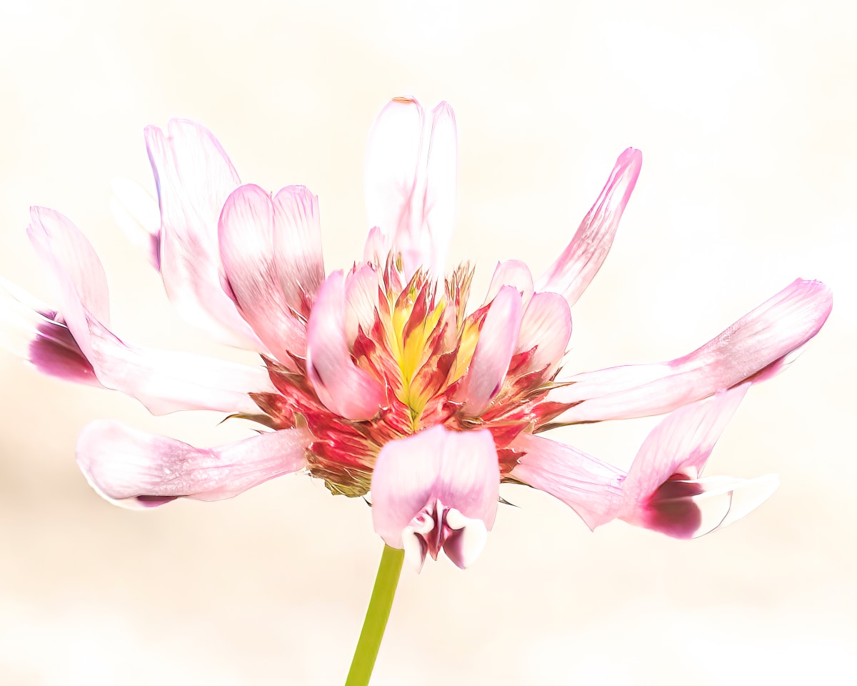 The Colors of the Meadow by Fab, Image 10.