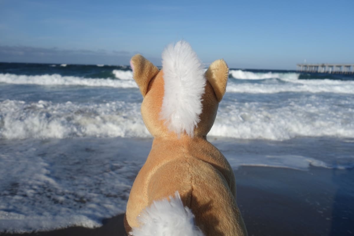 Seahorse by Patty Fernandez, Image 8.