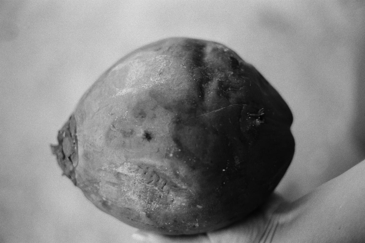 Coconut Continuity by Clay Fifer, Image 6.