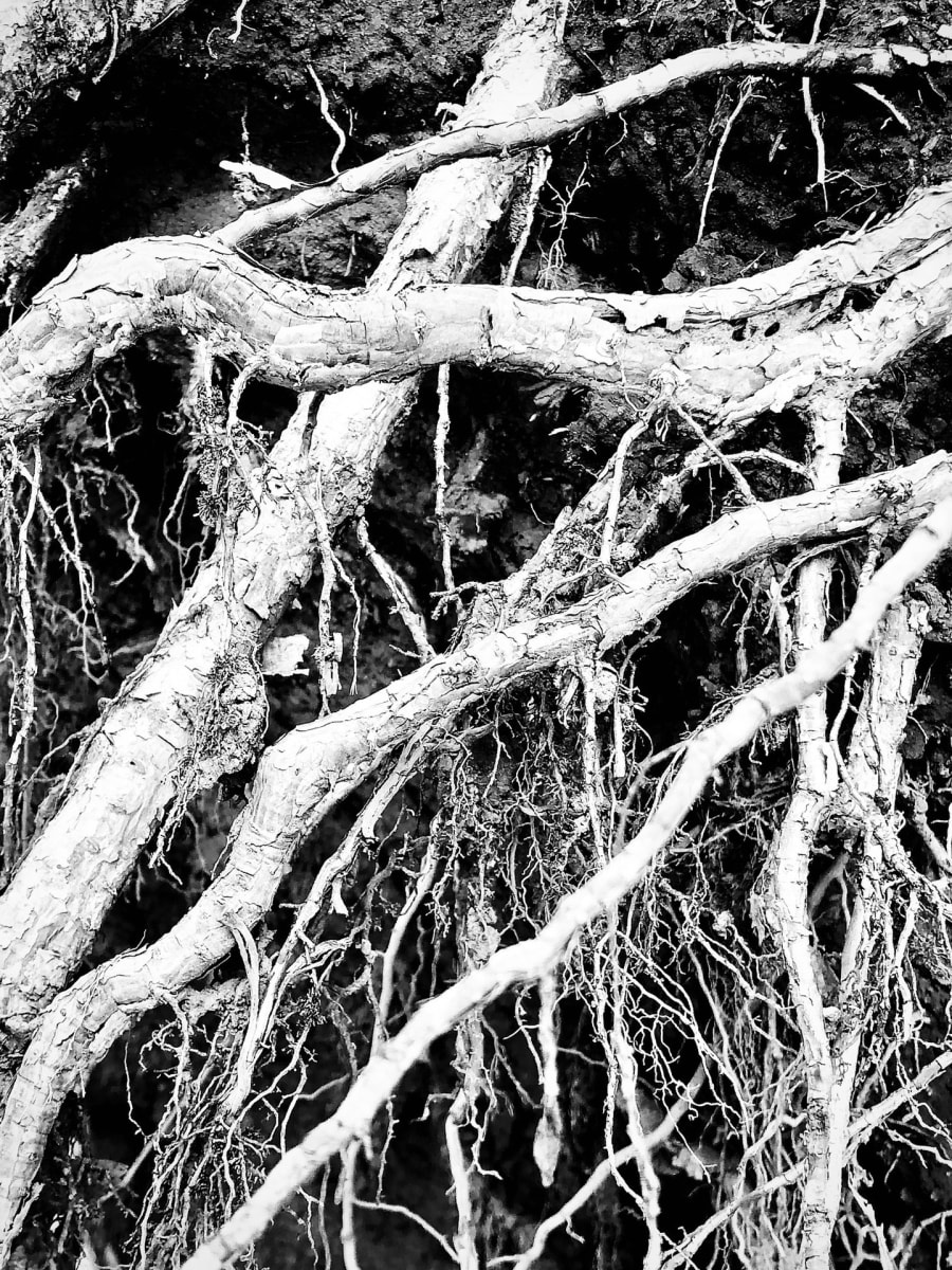 Entanglement by Fiona Morehouse, Image 15.