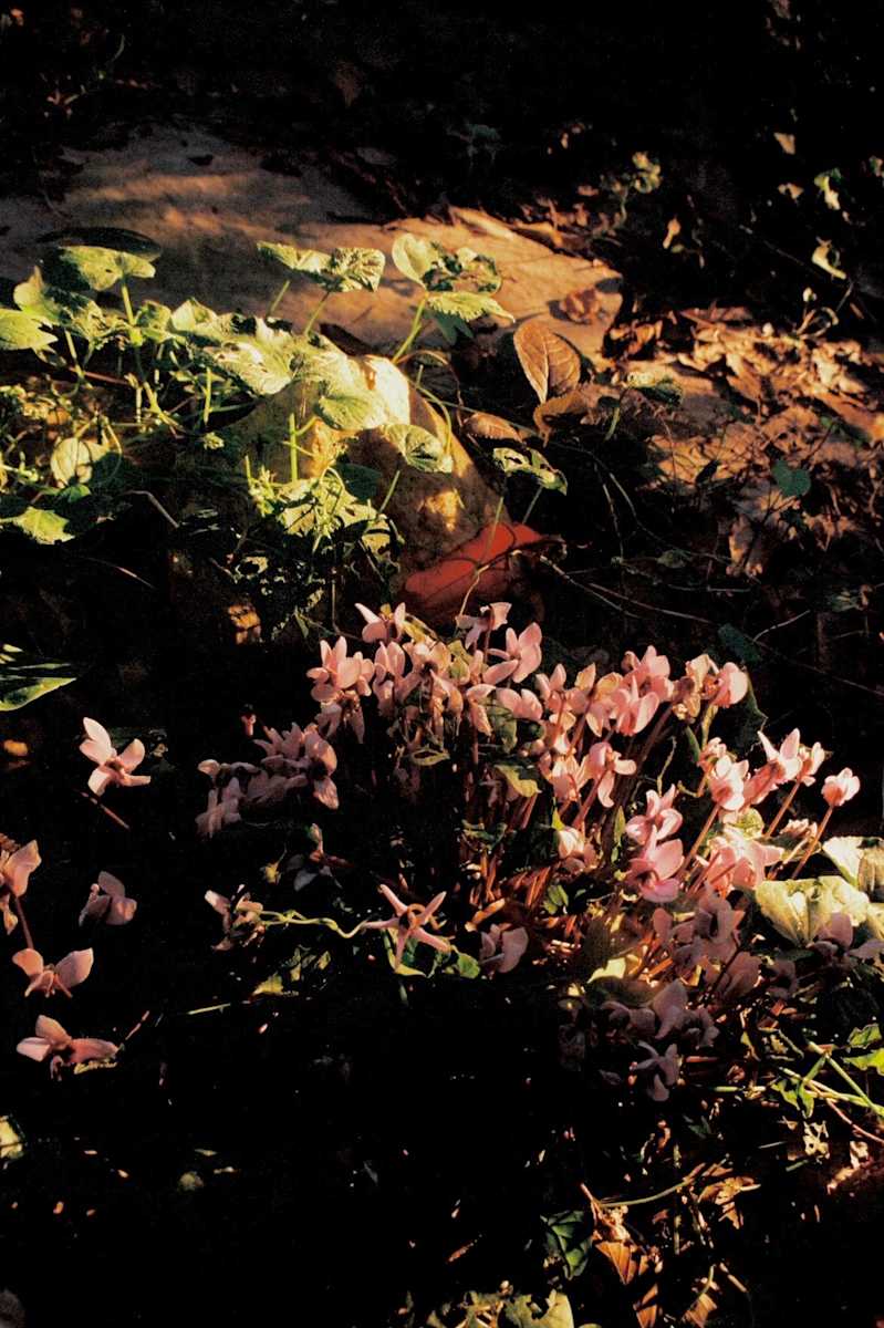 Cyclamen by Christopher Fowler, Image 6.