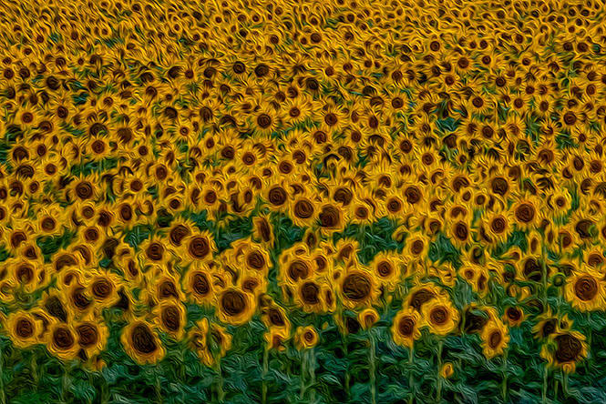 Hypnotizing Sunflowers by Rita Frovarp 