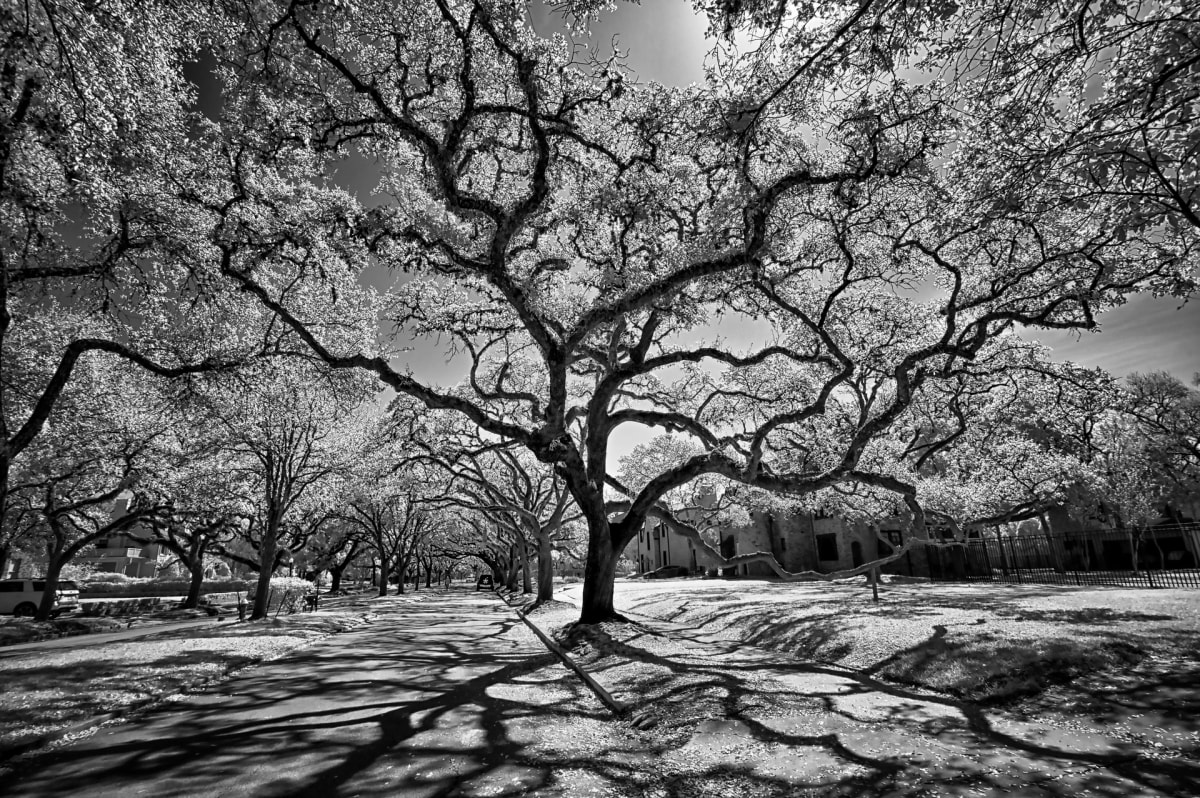 Skinny Tree on North Blvd by Norman Gabitzsch 