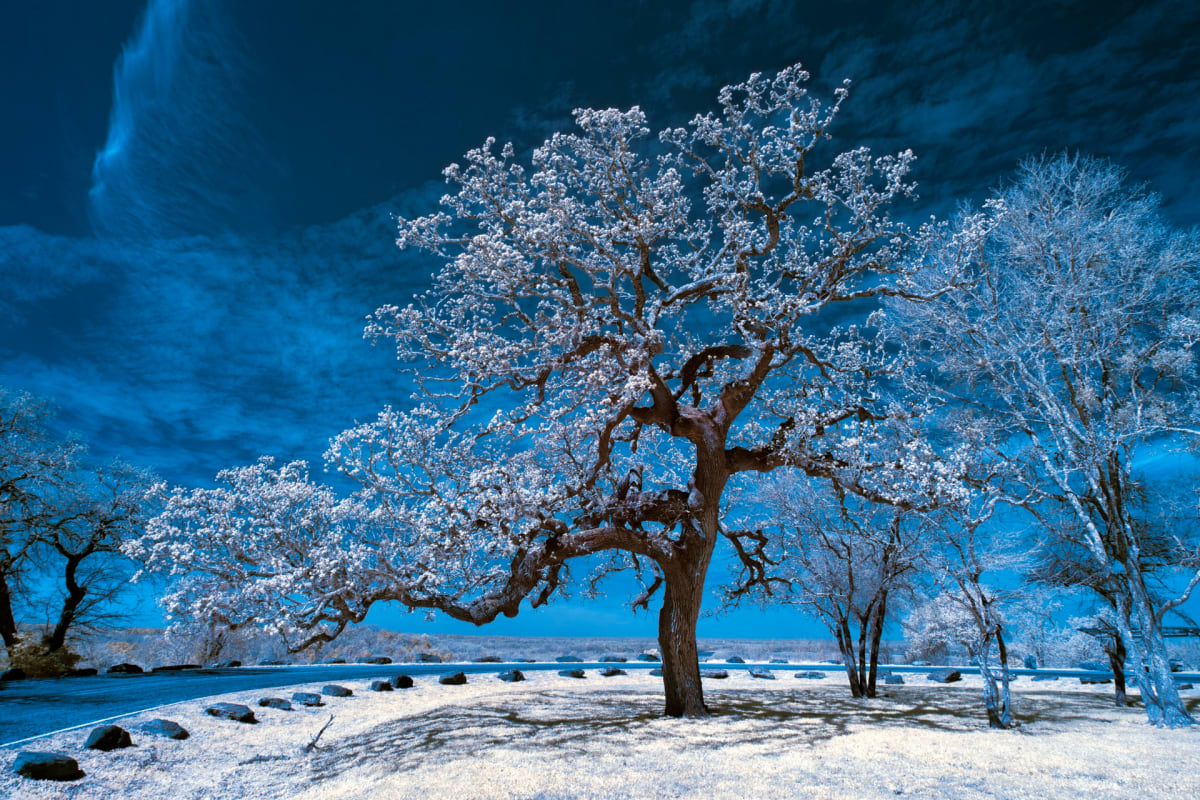 Tree Near Bastrop by Norman Gabitzsch 