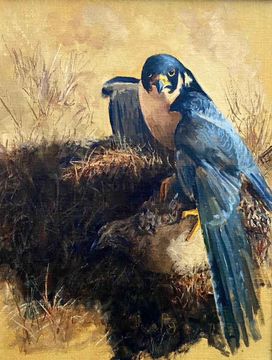 Peregrine Falcon on Pheasant by Roger Gathman, Image 7.