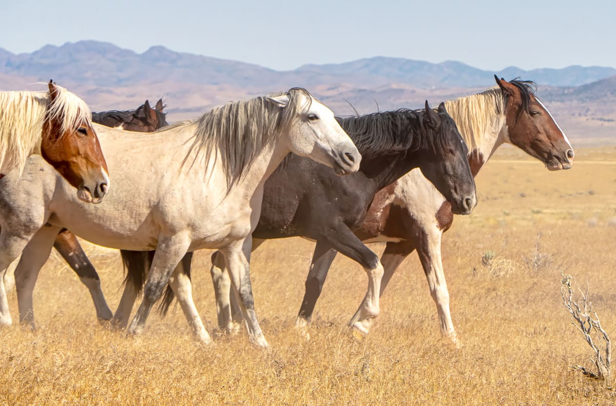 Wild Mustangs by Diane George, Image 4.
