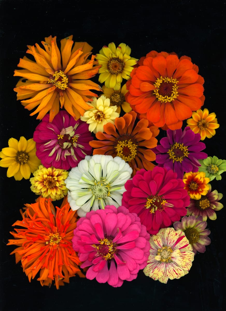 Zinnia by Maz Ghani, Image 5.