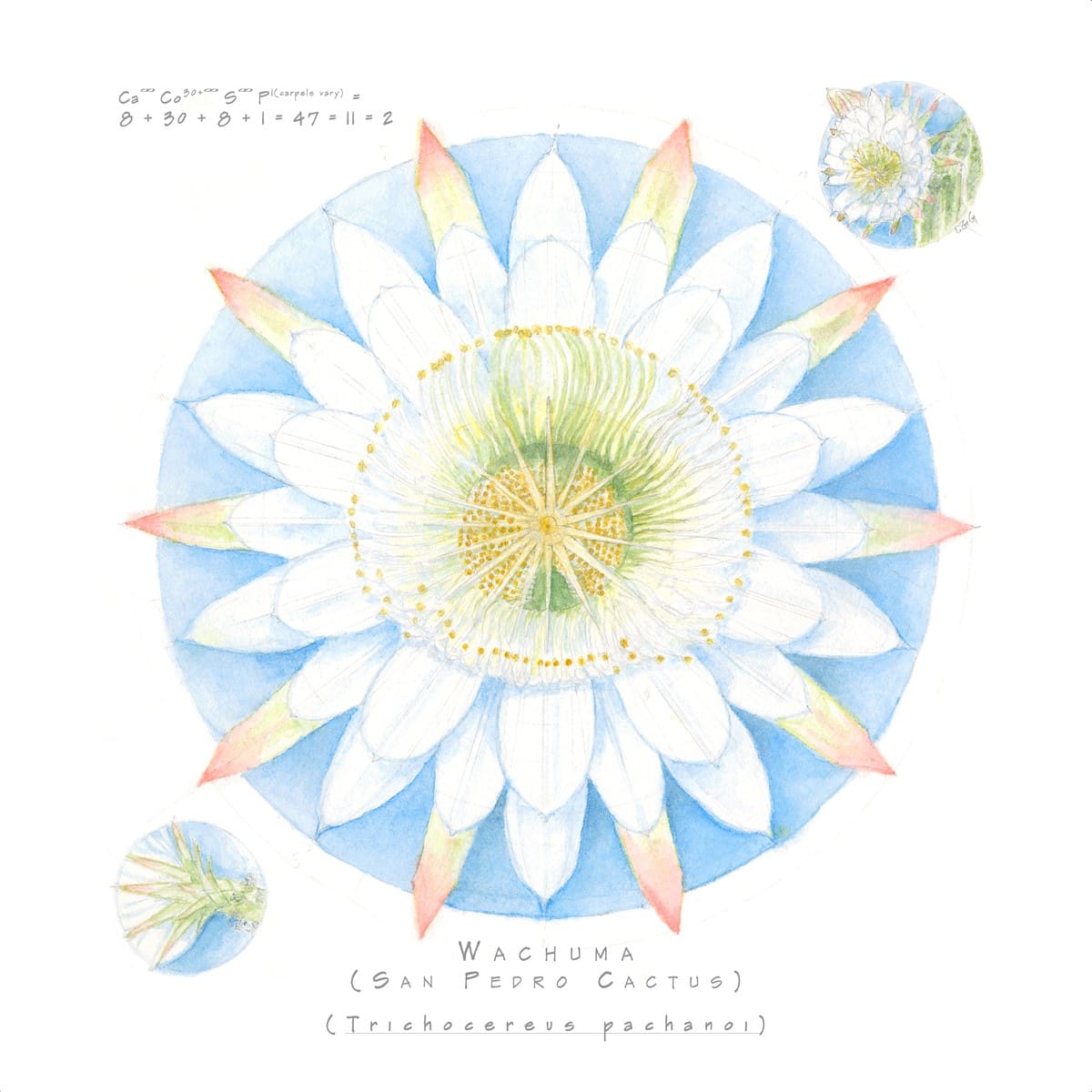 Wachuma by L. Gay Goessling 