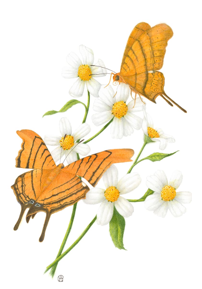 Ruddy Daggerwings on Spanish Needle by Pauline Goldsmith, Image 2.