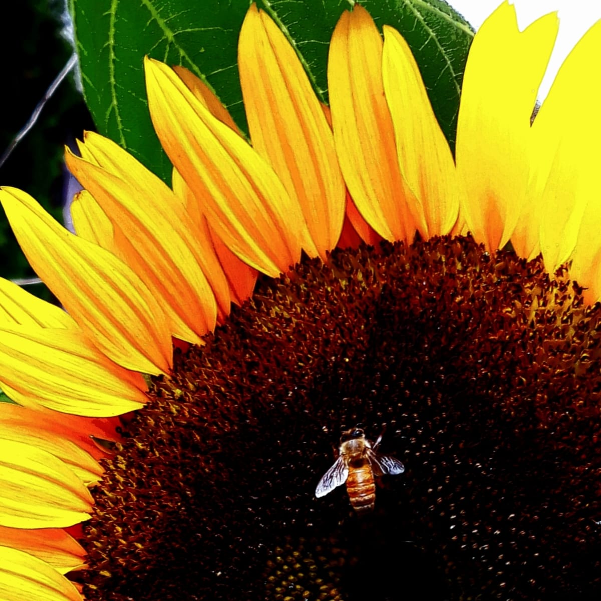 U Bee on My Heart by Lindsey Morrison Grant, Image 15.