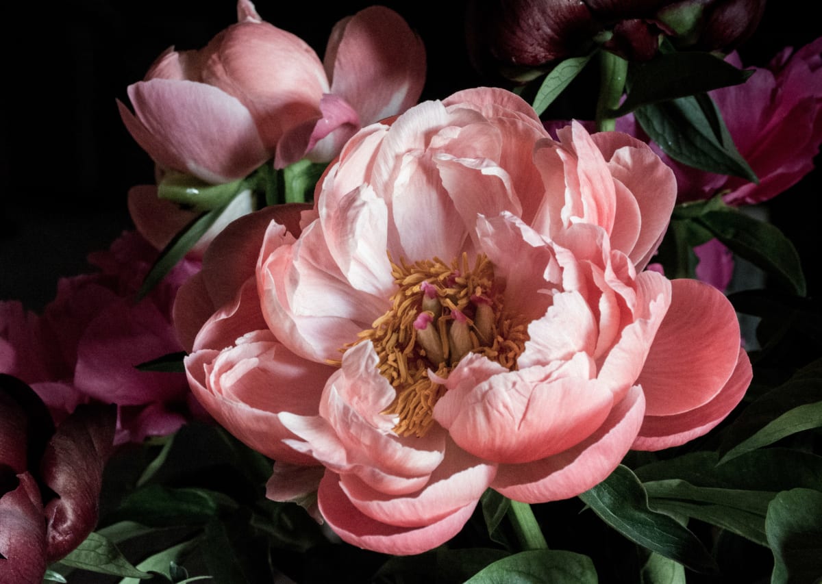 Mother's Day Peonies by Kate Green 