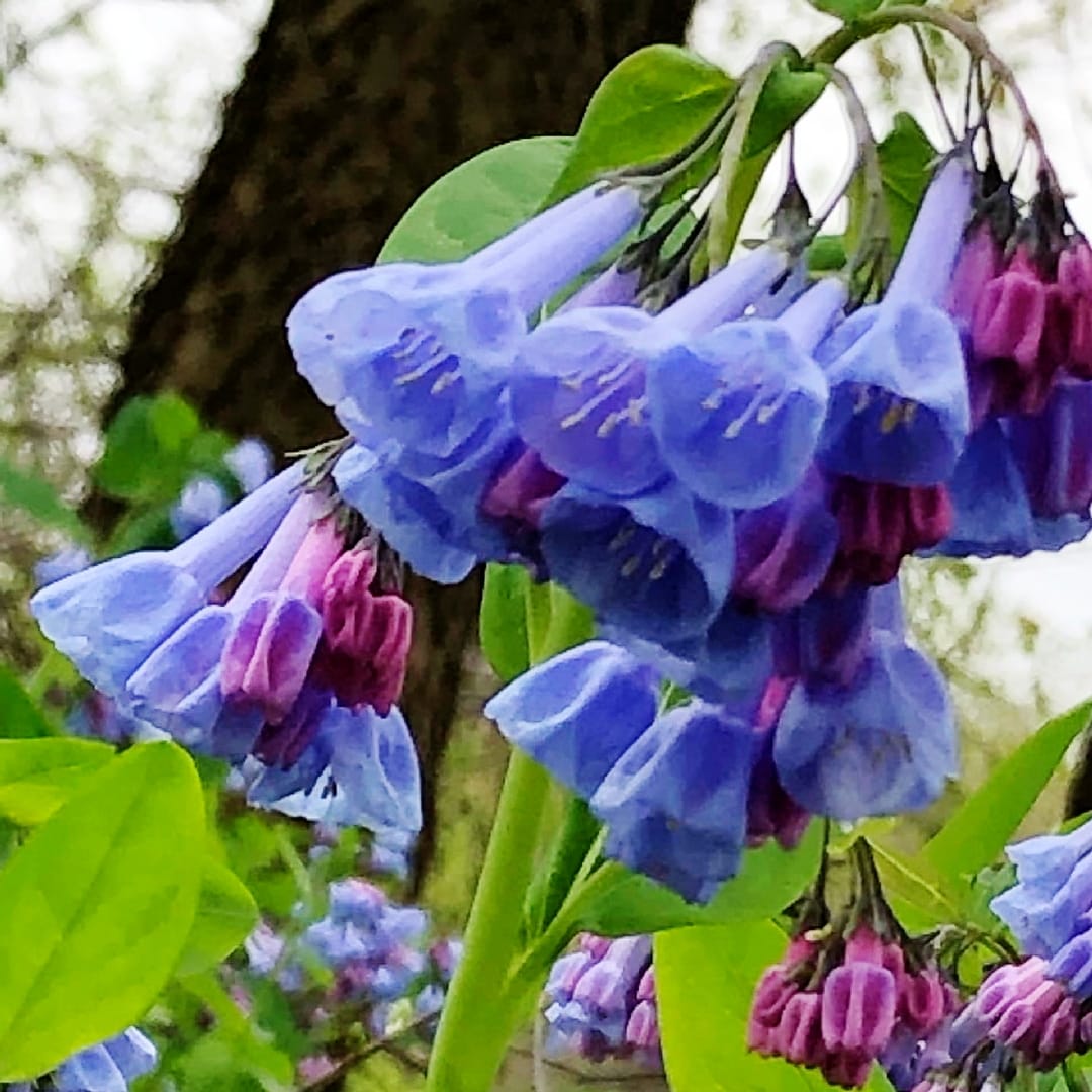 Beautiful Bluebells by Kathryn Grentzenberg 