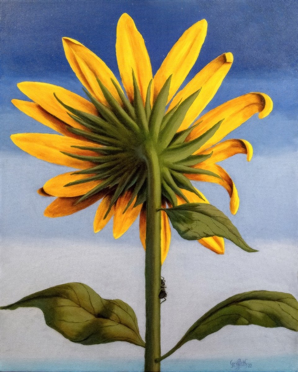 Meg Riete's Sunflower by Timothy Griffith 