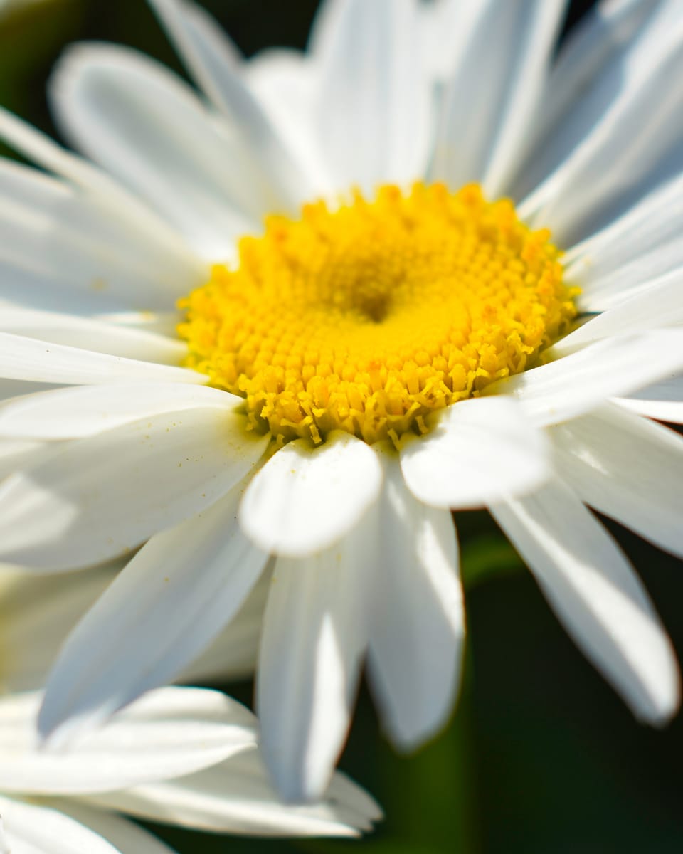 Daisy Series 2 by Melanie M Guerra 