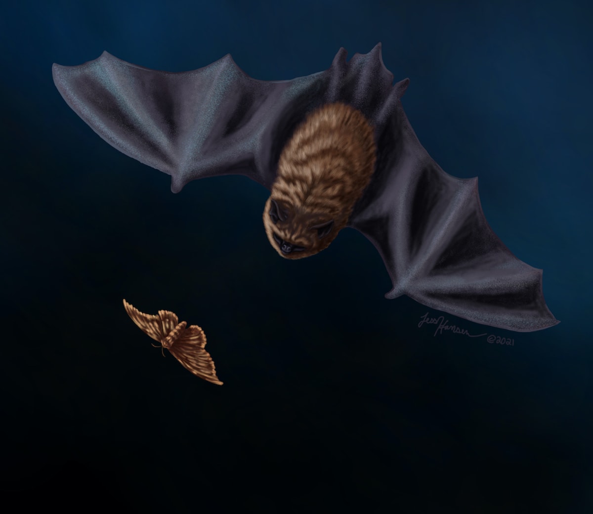 Swooping Little Brown Bat by Jess Hansen 