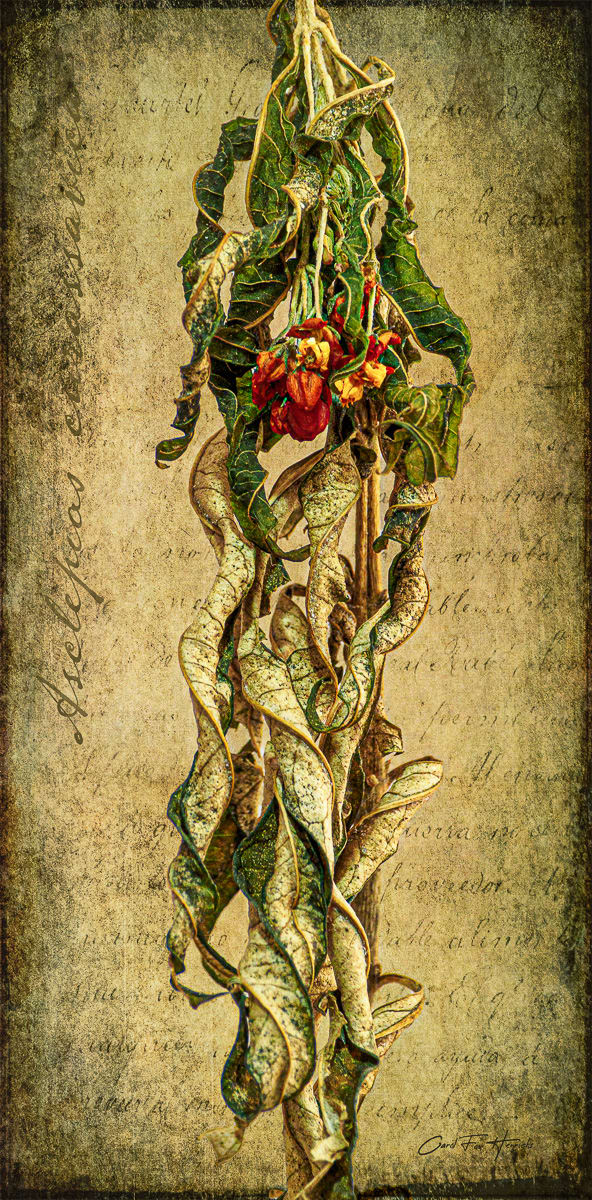 Asclepias Botanical by Carol Fox Henrichs 