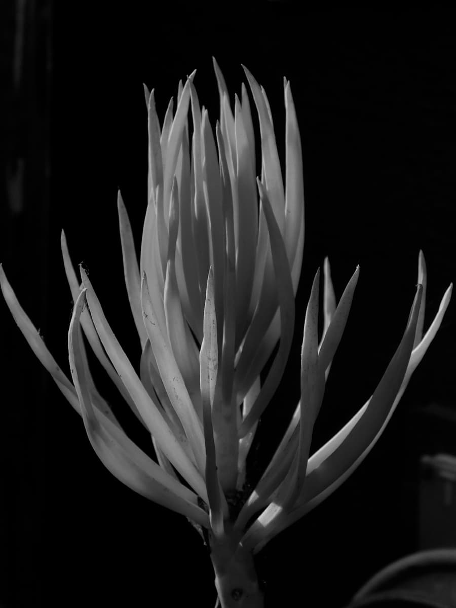 In the Night by Peter Hiller 