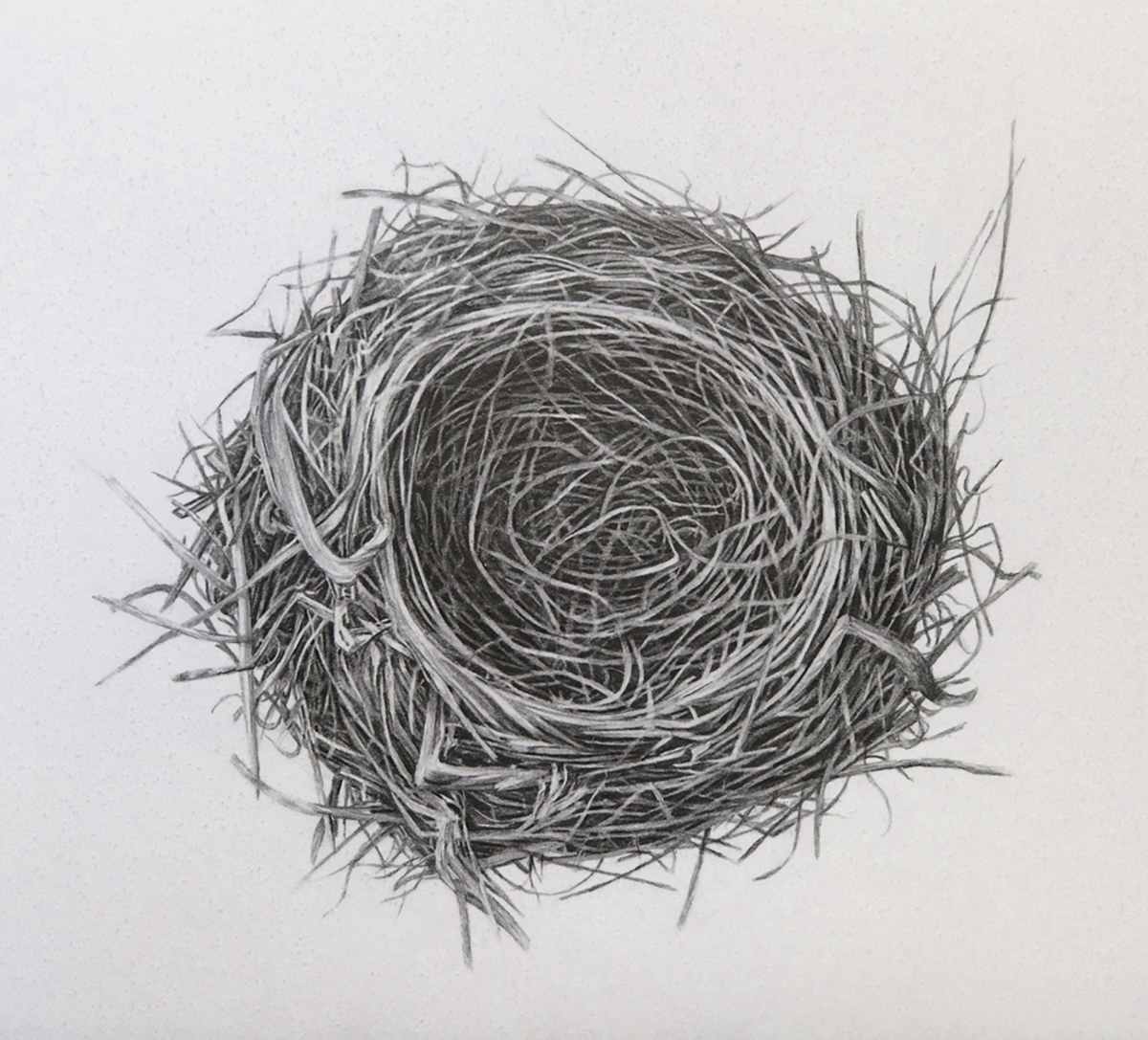 Untitled (Nest) by Heidi Hogden 