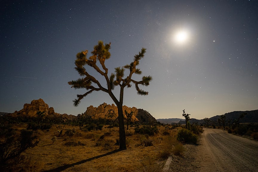 Stand Alone by Thomas Hugh 