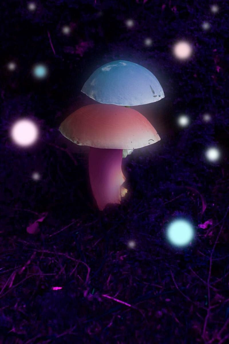 Fairy Mushrooms by Ryan Soares Isabelle 