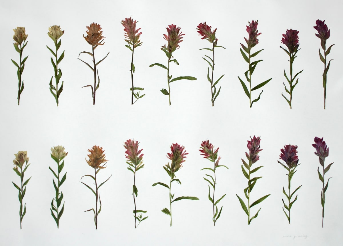 Castilleja Progression by Emma J Cooley 