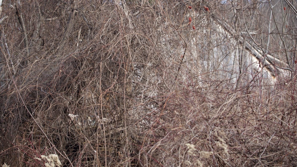 Through the Weeds V by Gigi Janko 