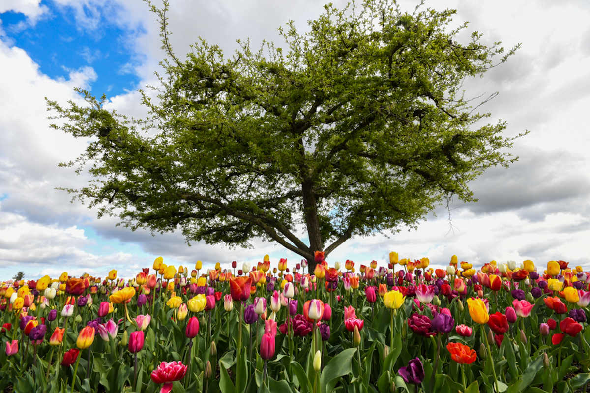 Spring Is Here by Ali Jenness 