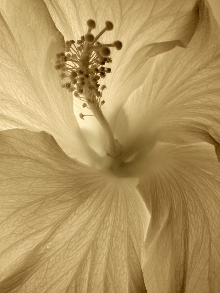 Tropical Hibiscus by Frank Kaczmarek 