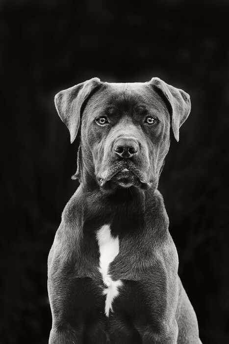 Pet Portrait by Anupama Kalle, Image 8.