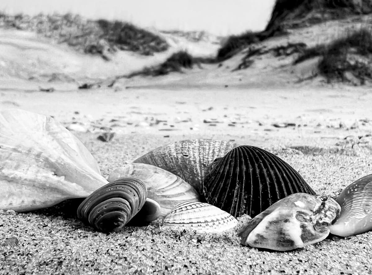 Outer Banks Shells by Kevin Kerr 