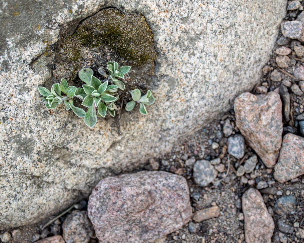 Rocky Resilience by Lindsay Kirk 