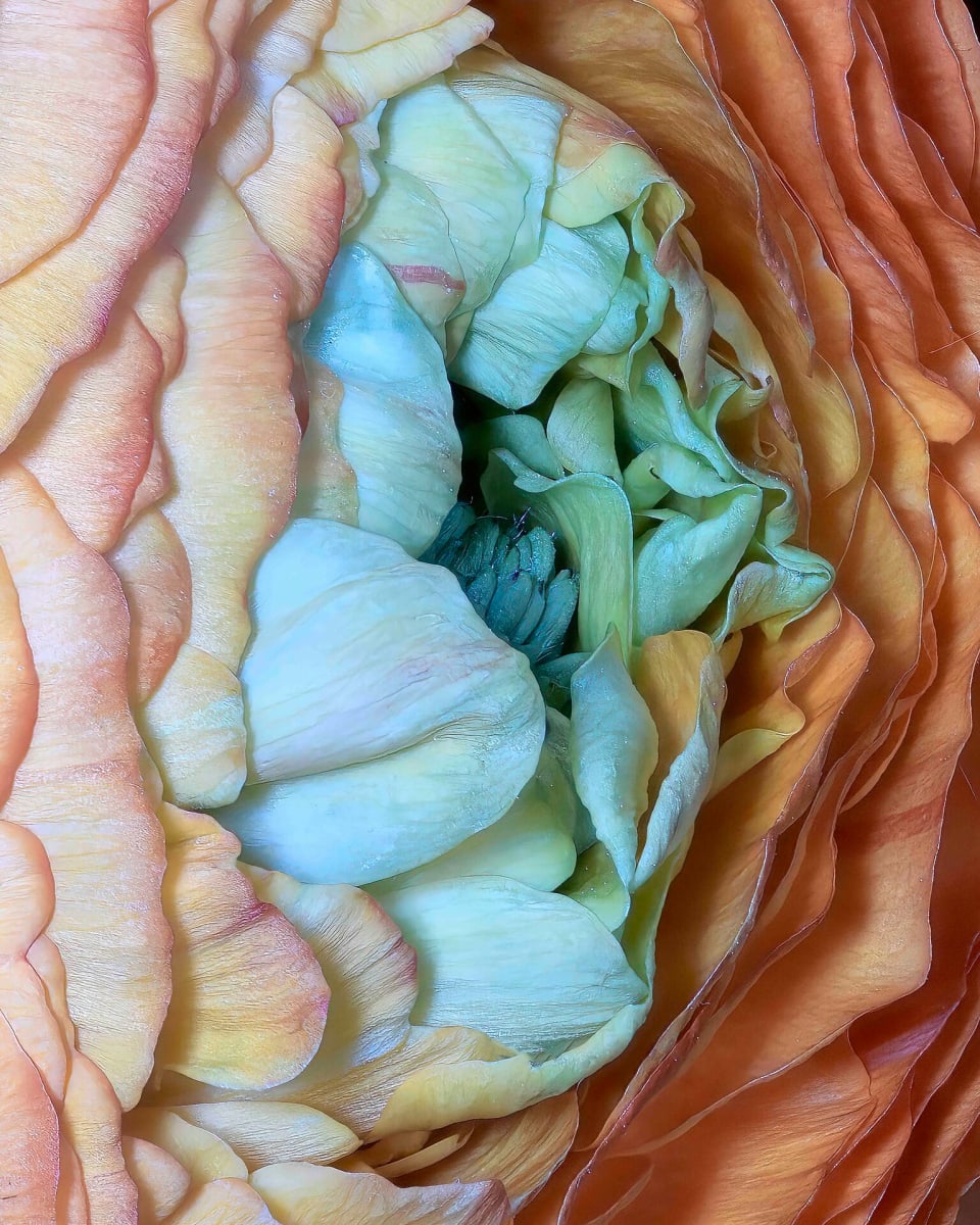 Ranunculus 232a, Stacked by Marc Kittner 