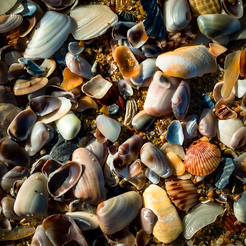 Seashells by Michael Knoell  Image: Knoell, Michael - Seashells - Digital Print on Acrylic - 12 Inches x 12 Inches - $195